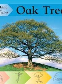 Image of Looking at Lifecycle Oak Tree