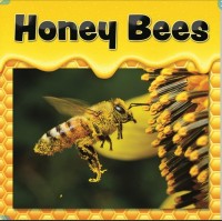 Image of Honey bee