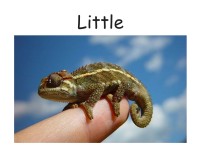 Image of Little