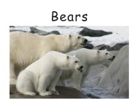 Image of Bears