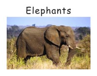 Image of Elephants