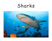 Image of Sharks