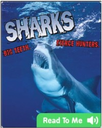 Image of Sharks: Big Teeth, Fierce Hunters